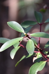 Tasmannia lanceolata