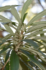 Tasmannia lanceolata