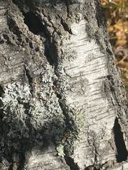 Flavopunctelia soredica