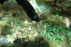 Tridacna noae