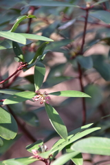 Tasmannia lanceolata