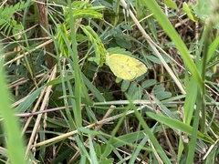Eurema andersoni