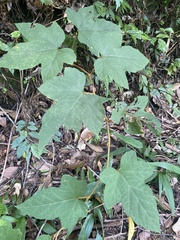 Rubus reflexus