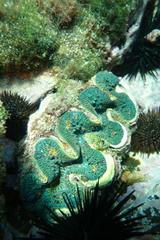 Tridacna noae