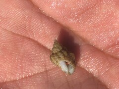 Muricidae