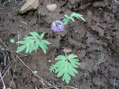 Hydrophyllum capitatum