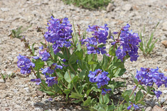 Penstemon cyananthus cyananthus