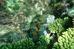 Tridacna noae