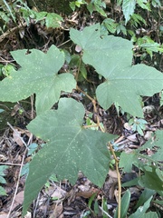 Rubus reflexus