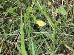 Eurema andersoni