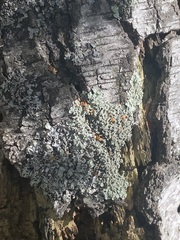 Flavopunctelia soredica