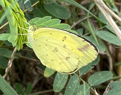 Eurema andersoni