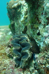 Tridacna noae