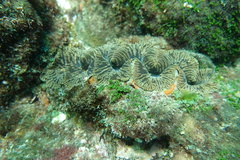 Tridacna noae