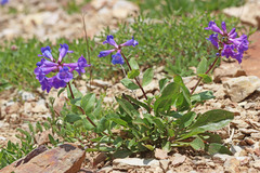 Penstemon cyananthus cyananthus