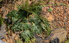 Arctopus monacanthus