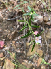 Cyanothamnus polygalifolius
