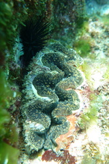 Tridacna noae