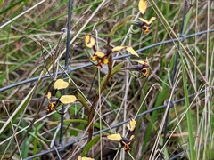 Diuris pardina