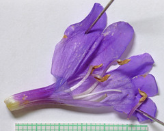 Penstemon cyananthus cyananthus