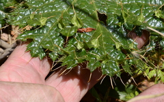 Arctopus monacanthus