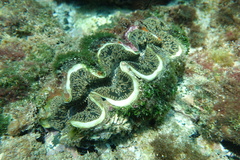 Tridacna noae