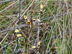 Diuris pardina