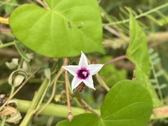 Ipomoea sagittifolia