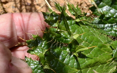 Arctopus monacanthus