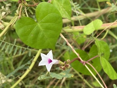 Ipomoea sagittifolia