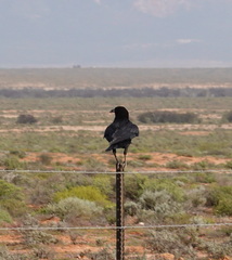 Corvus capensis