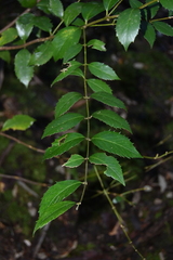 Atherosperma moschatum