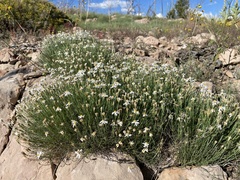 Chaetopappa ericoides