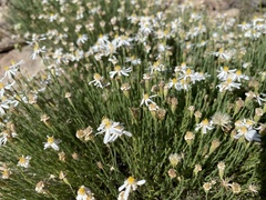 Chaetopappa ericoides