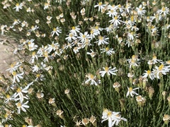 Chaetopappa ericoides