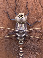 Adversaeschna brevistyla