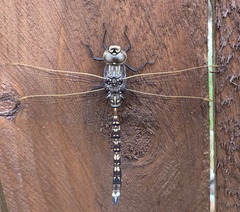 Adversaeschna brevistyla