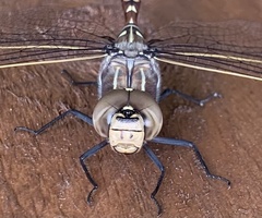 Adversaeschna brevistyla