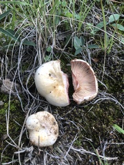 Lactarius subpurpureus