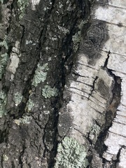 Flavopunctelia soredica