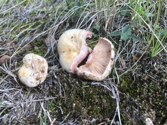 Lactarius subpurpureus