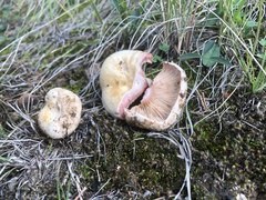 Lactarius subpurpureus