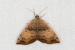 Chrysolarentia mecynata