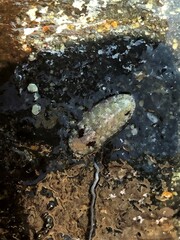 Stenoplax limaciformis