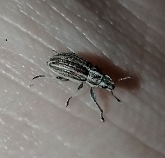 Sitona lineatus