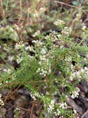 Platysace ericoides