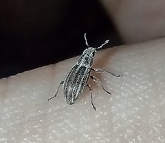 Sitona lineatus