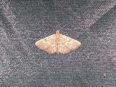 Cerynea punctilinealis