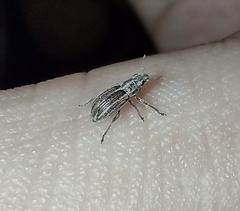 Sitona lineatus