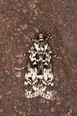 Scoparia exhibitalis